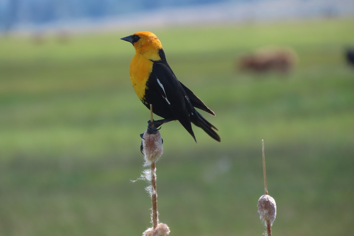 Yellow-headed Blackbird - ML620427086