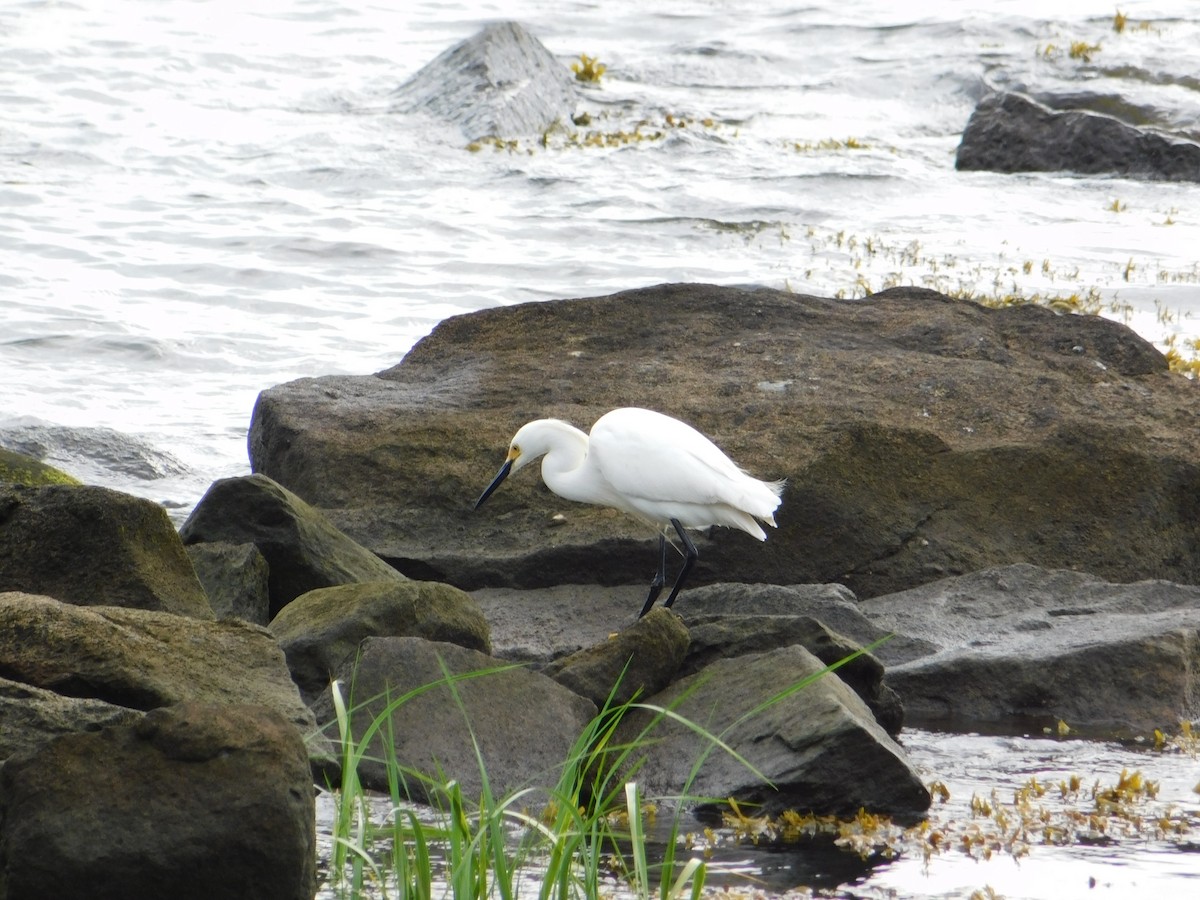 Snowy Egret - ML620427089