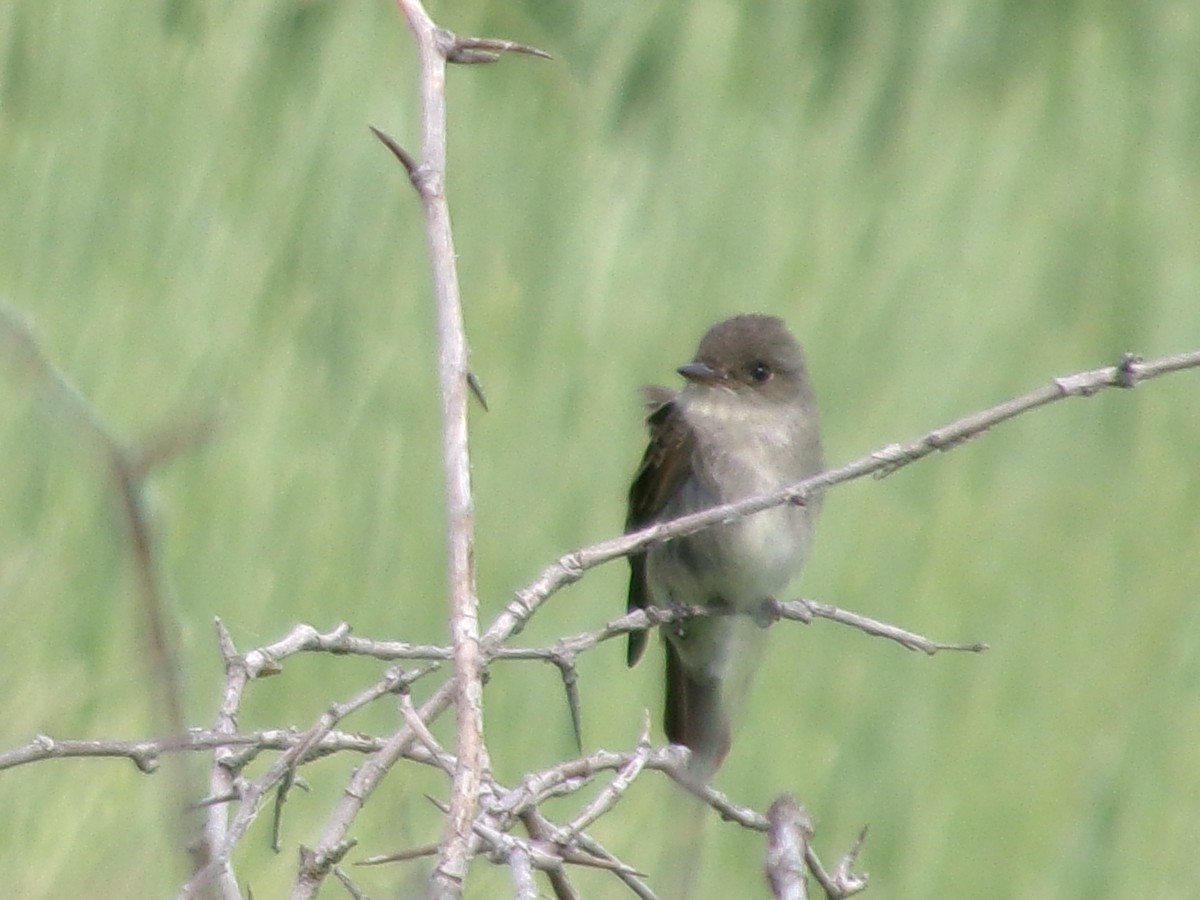 Western Wood-Pewee - Jacob Beus