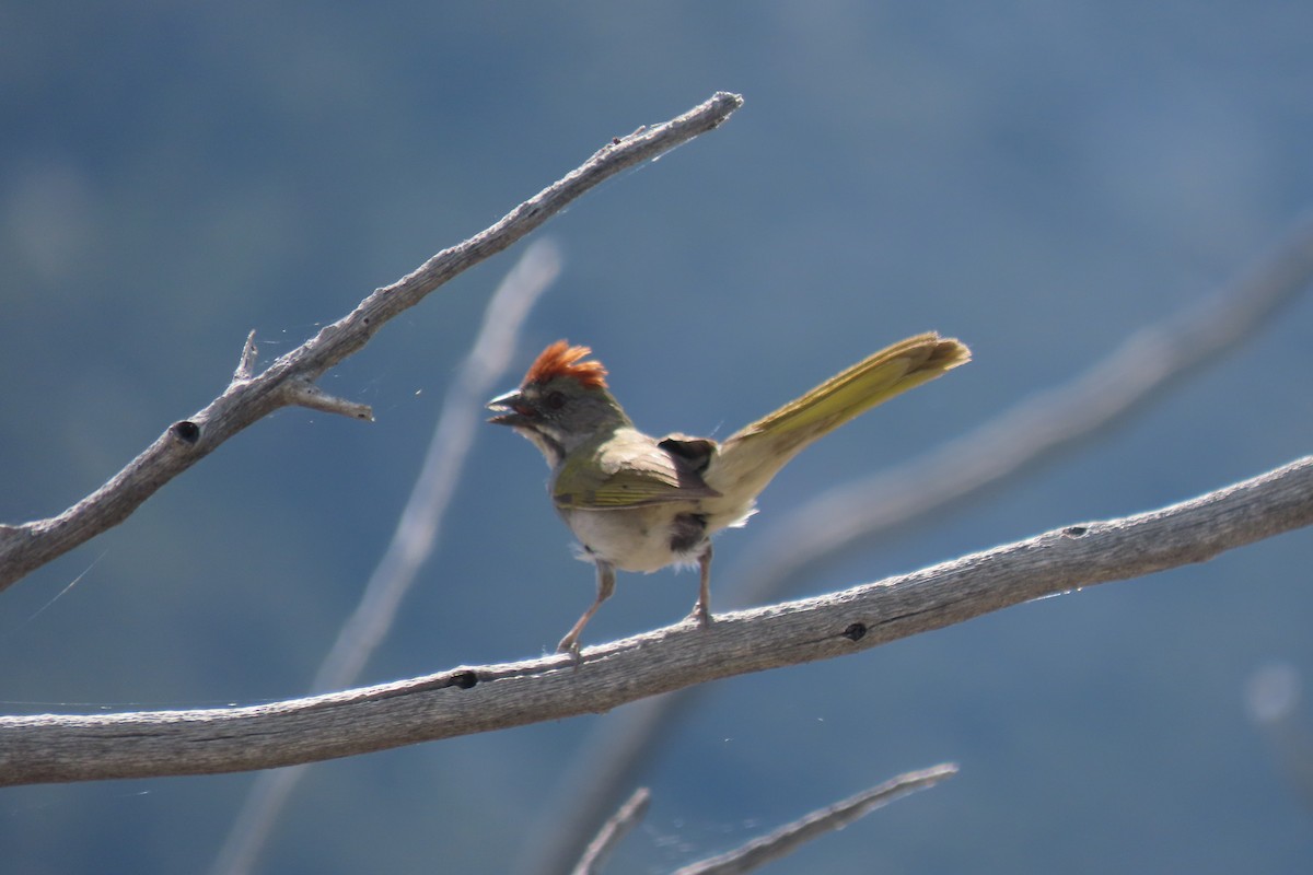 Green-tailed Towhee - ML620427118