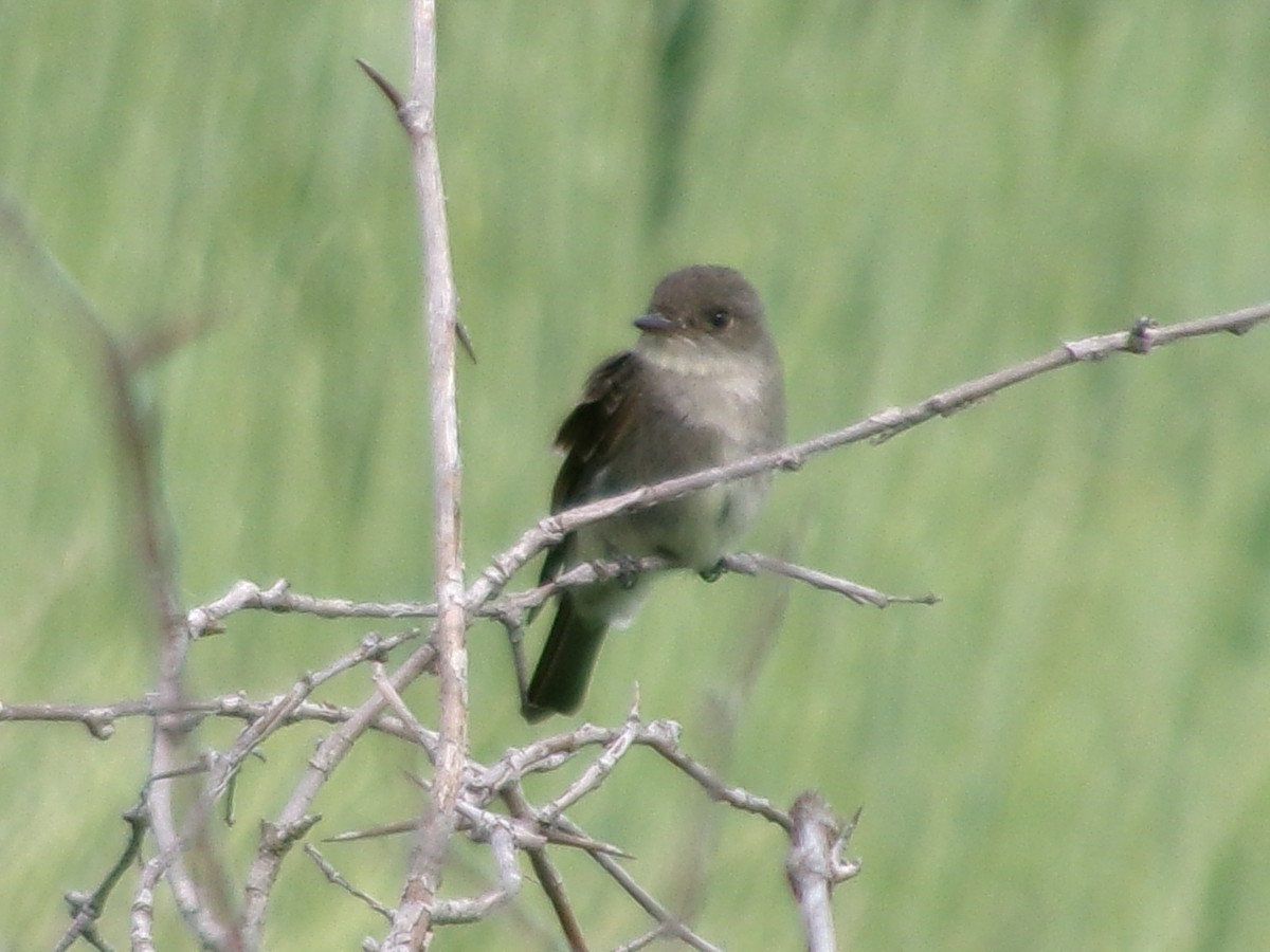 Western Wood-Pewee - ML620427119