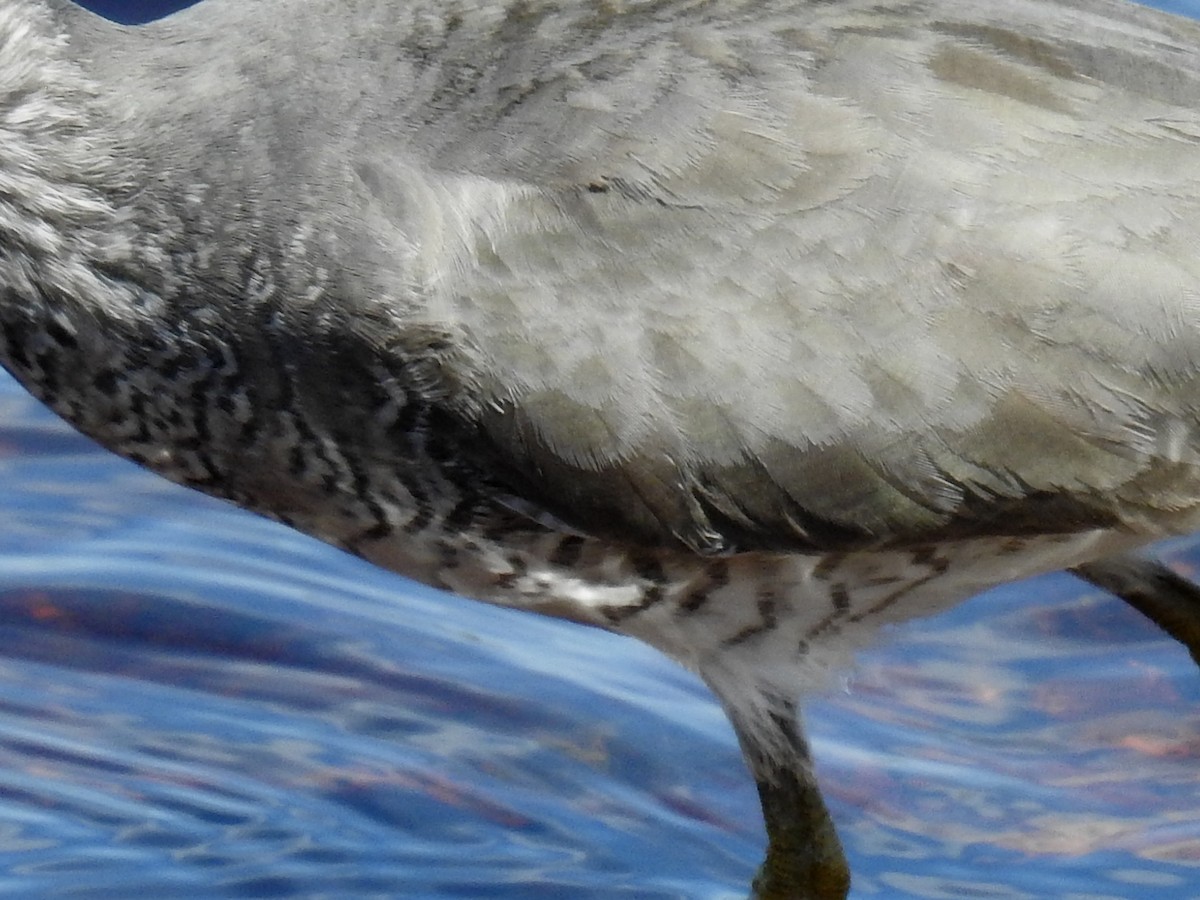 Wandering Tattler - ML620427120