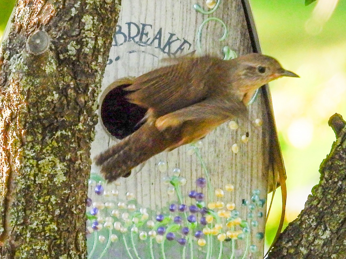 House Wren - ML620427125