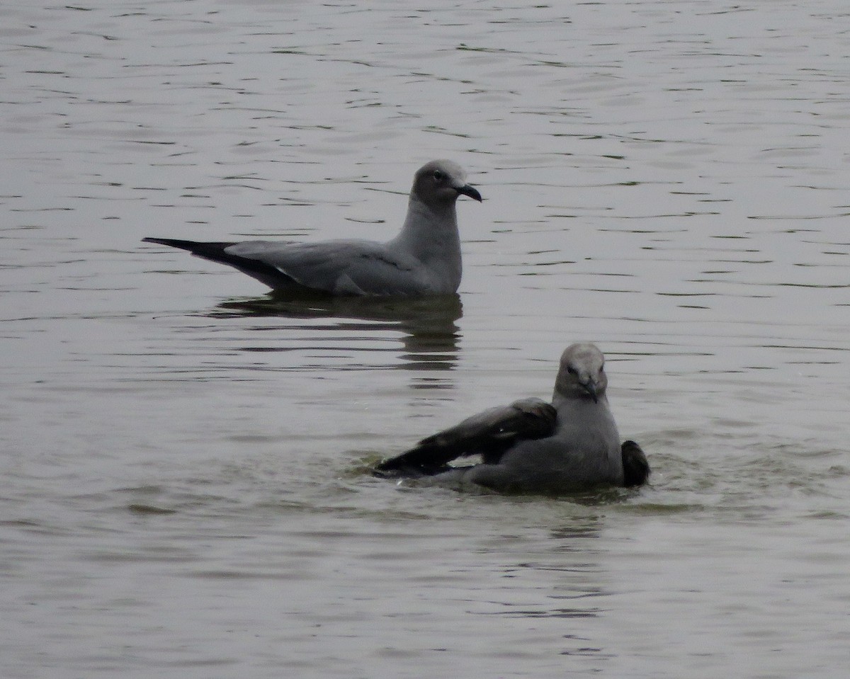 Goéland gris - ML620427131