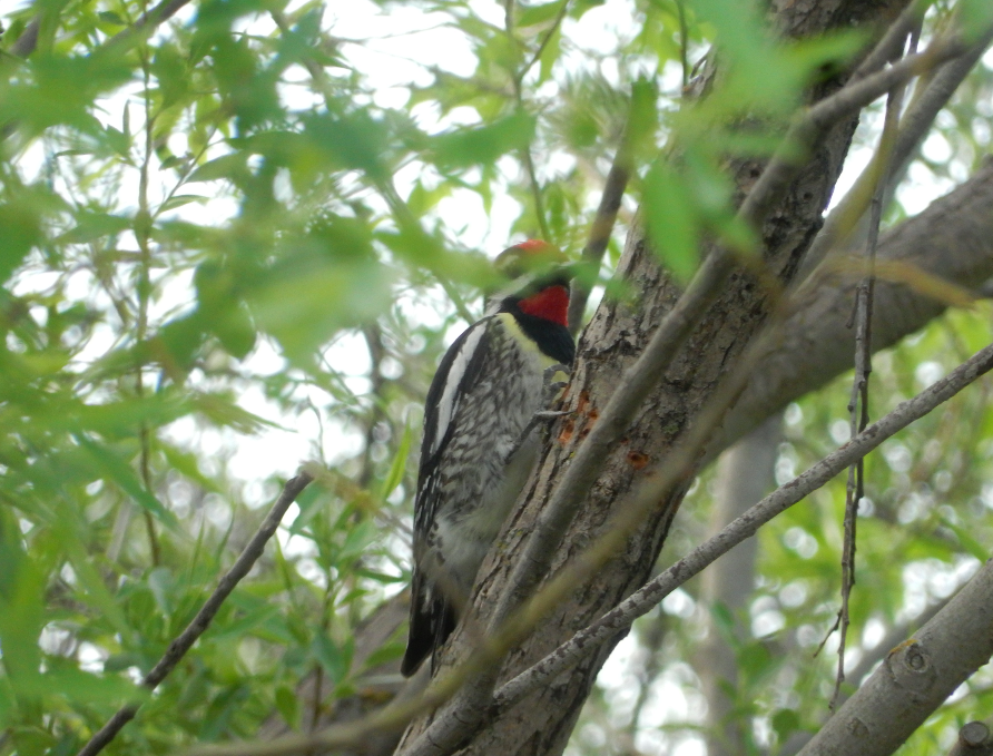 Yellow-bellied Sapsucker - ML620427140