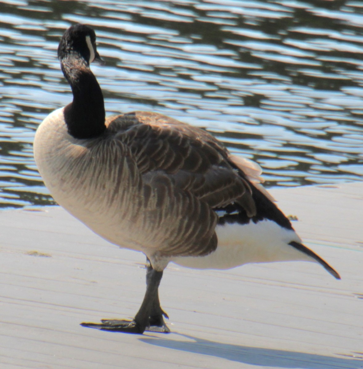 Canada Goose - ML620427142