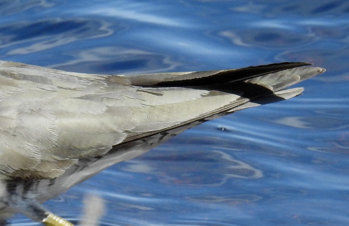 Wandering Tattler - ML620427145