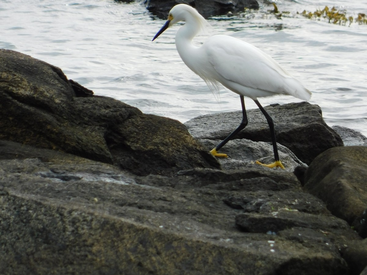 Snowy Egret - ML620427146