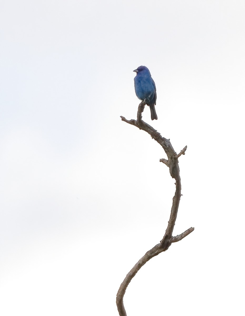 Indigo Bunting - ML620427148