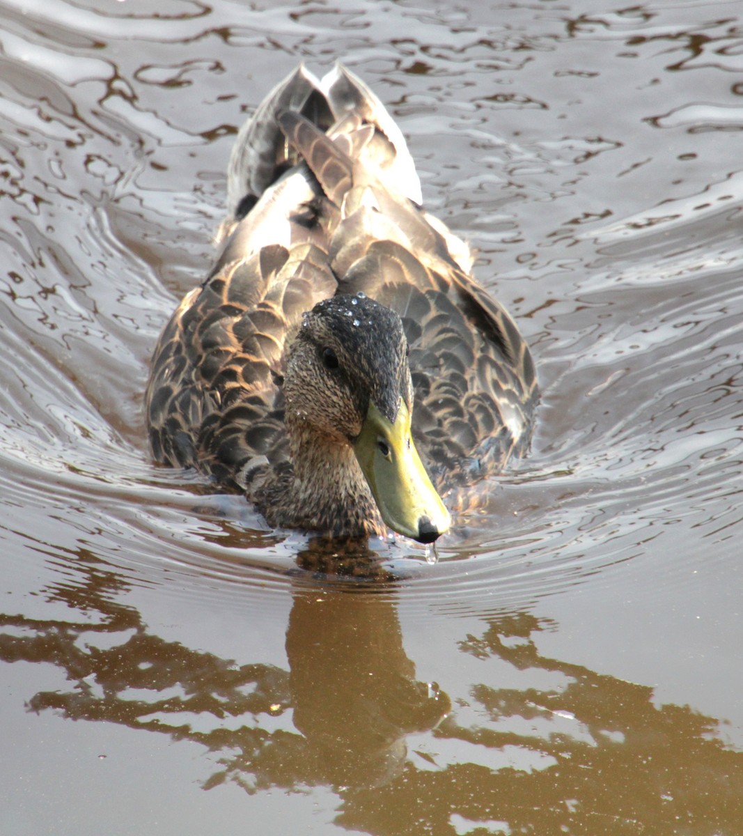 Mallard - ML620427153