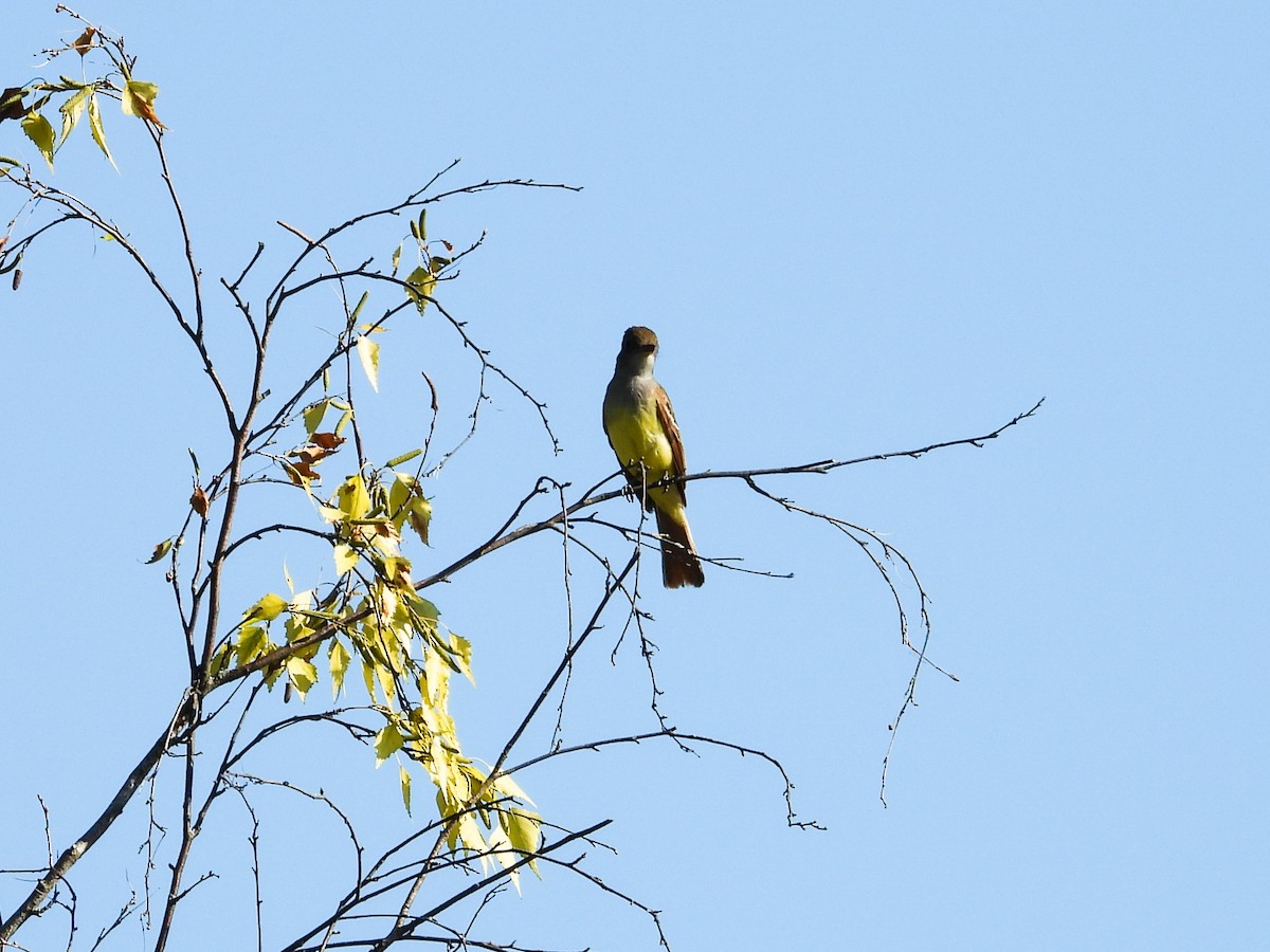 Great Crested Flycatcher - ML620427160