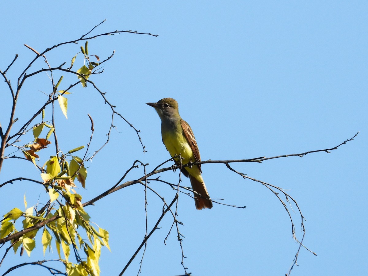 Great Crested Flycatcher - ML620427161