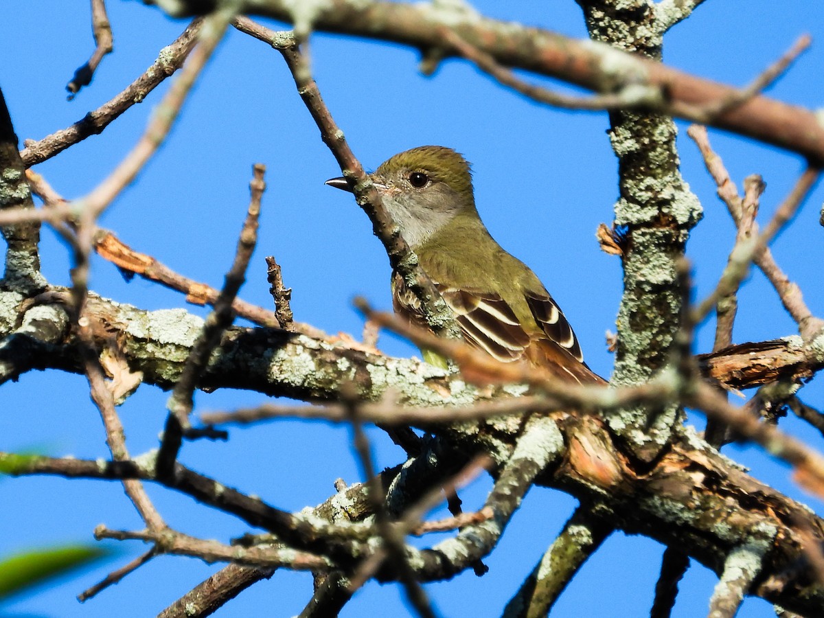 Great Crested Flycatcher - ML620427162