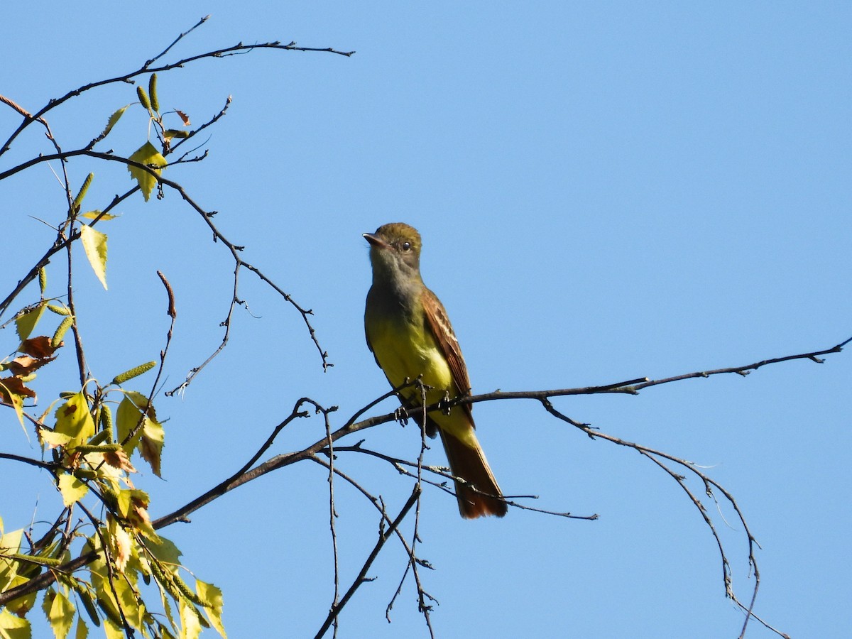 Great Crested Flycatcher - ML620427164