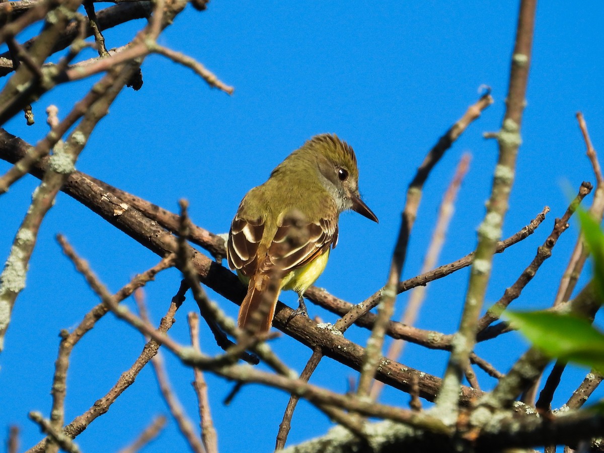 Great Crested Flycatcher - ML620427165