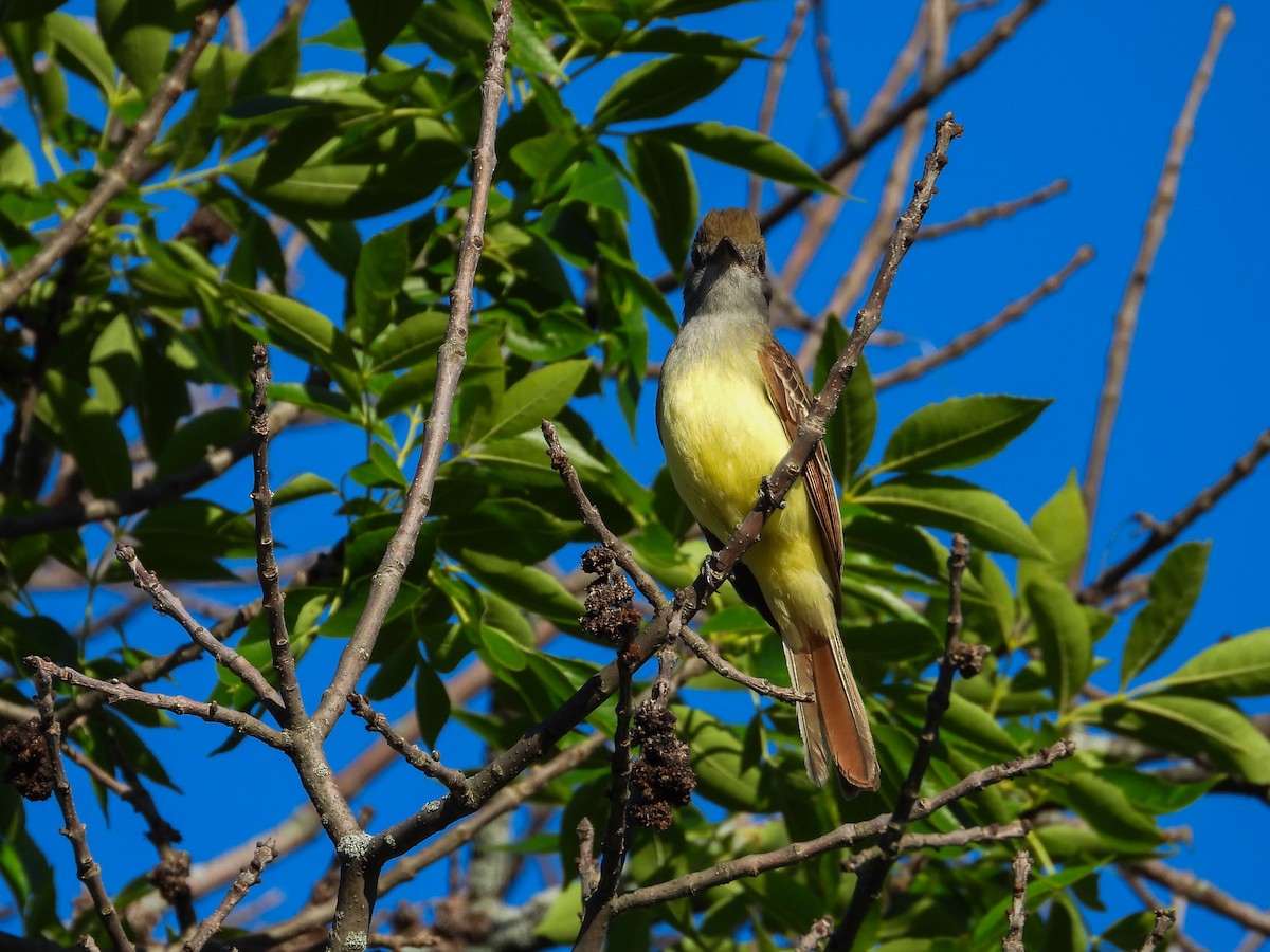 Great Crested Flycatcher - ML620427167