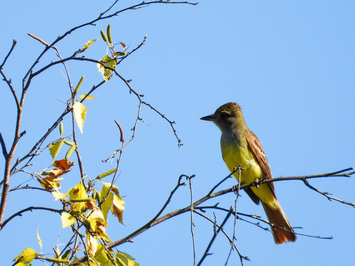 Great Crested Flycatcher - ML620427168