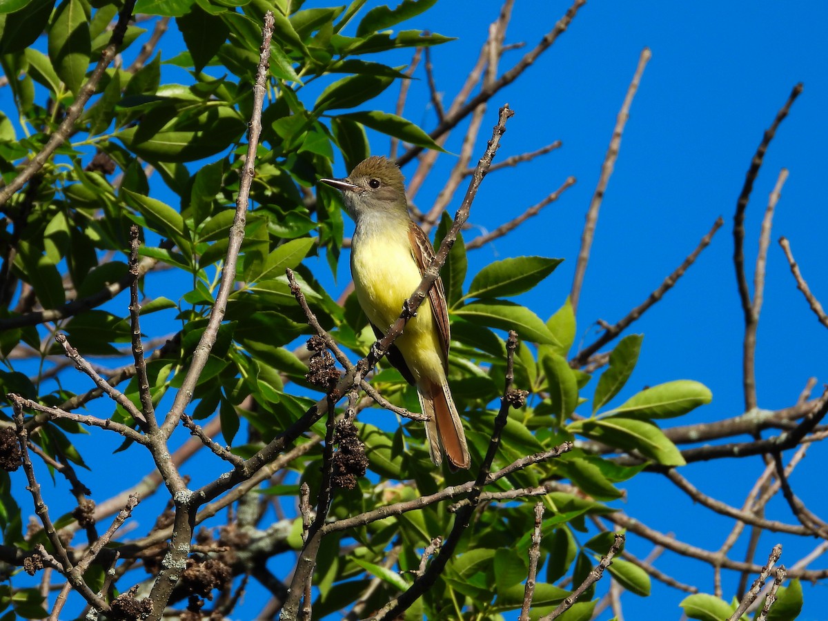 Great Crested Flycatcher - ML620427169