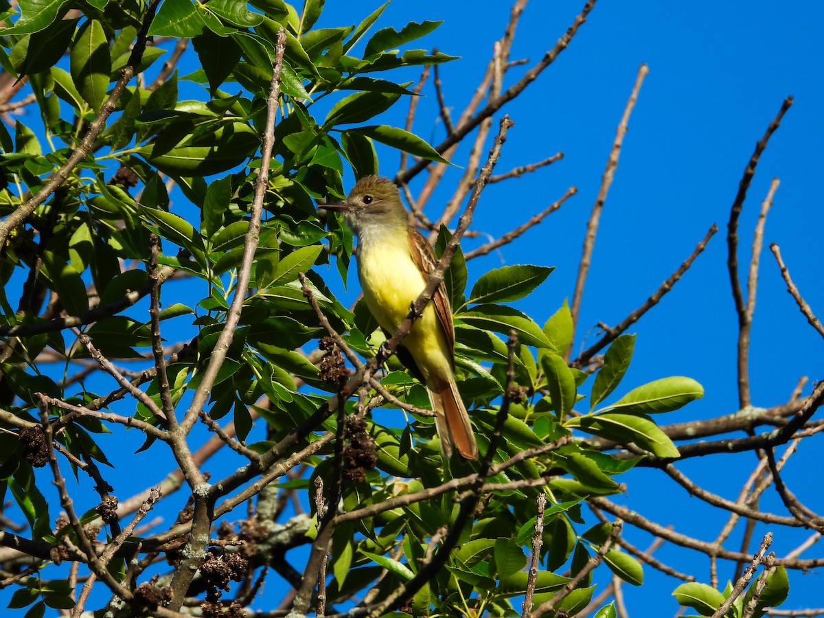 Great Crested Flycatcher - ML620427170