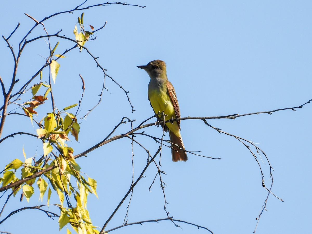 Great Crested Flycatcher - ML620427171