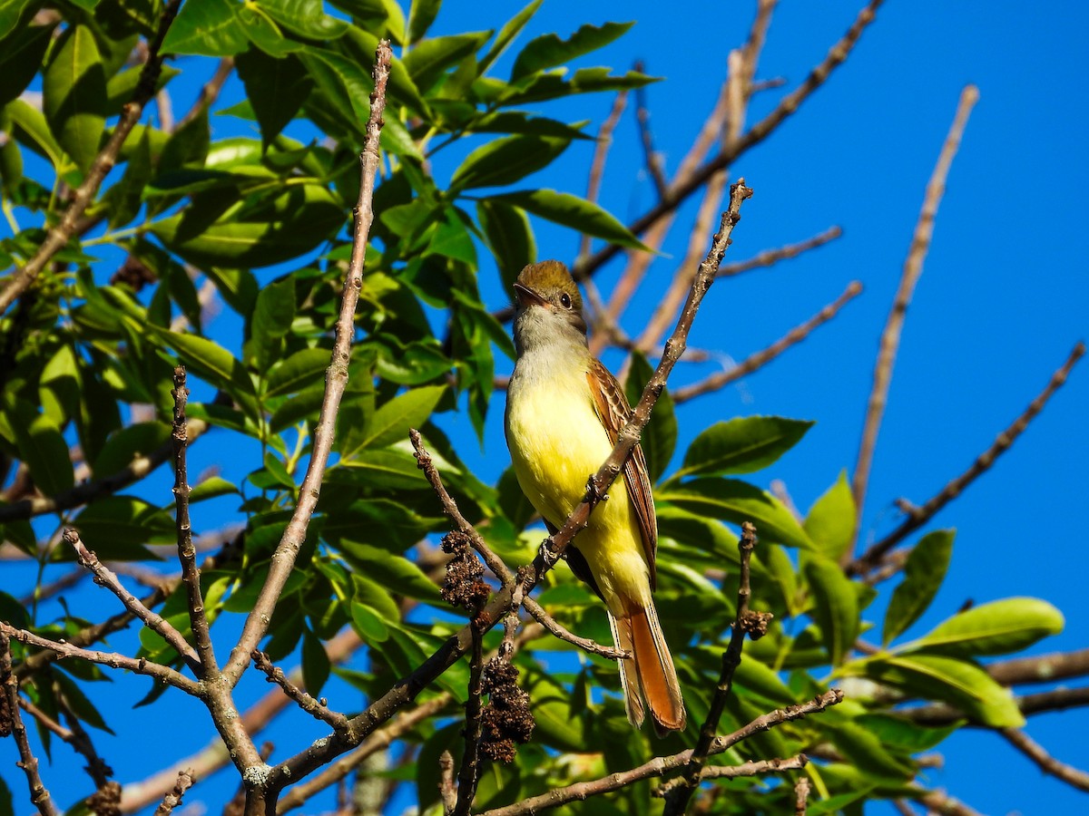 Great Crested Flycatcher - ML620427173