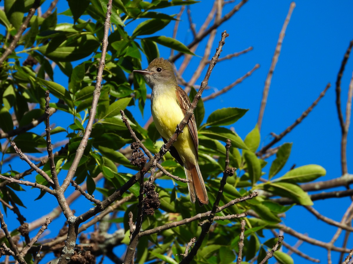 Great Crested Flycatcher - ML620427174