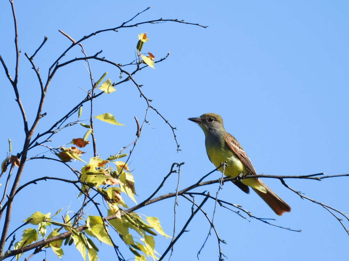 Great Crested Flycatcher - ML620427175