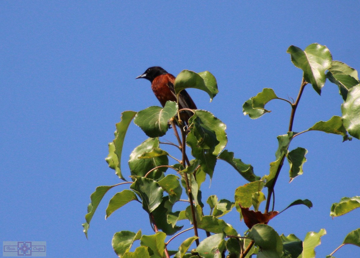 Orchard Oriole - ML620427176