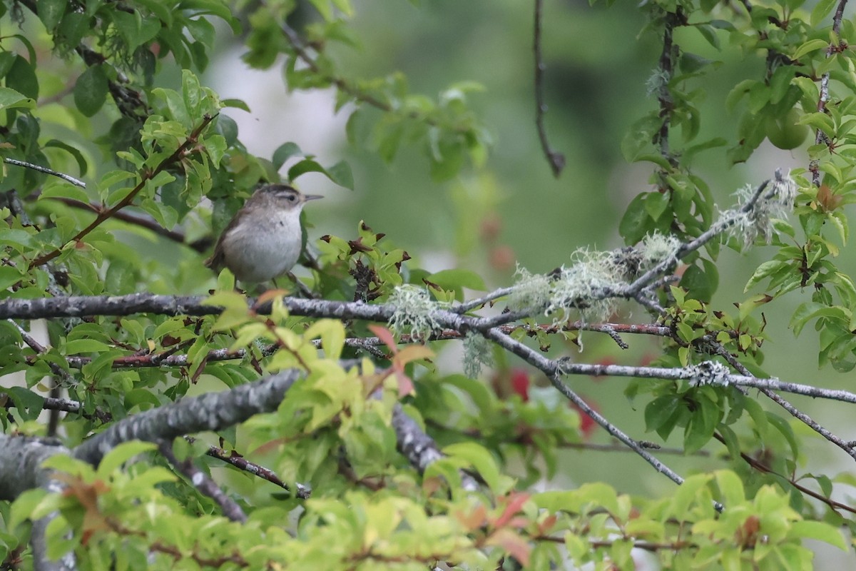 Marsh Wren - ML620427178