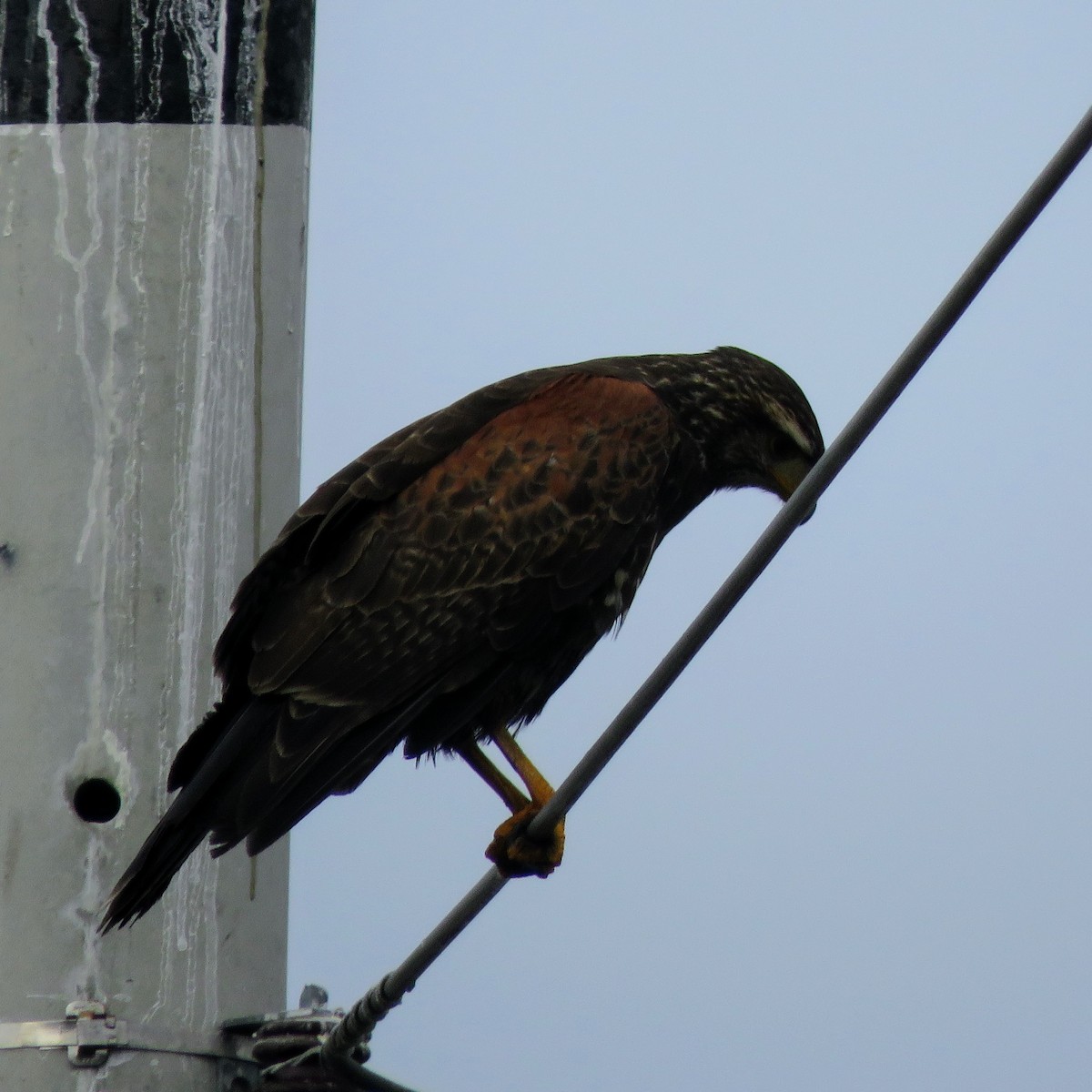 Harris's Hawk - ML620427184