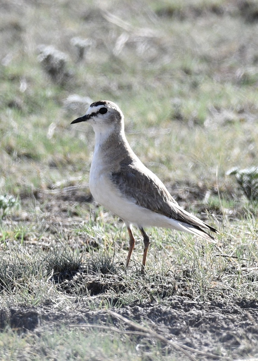 Bergregenpfeifer - ML620427198