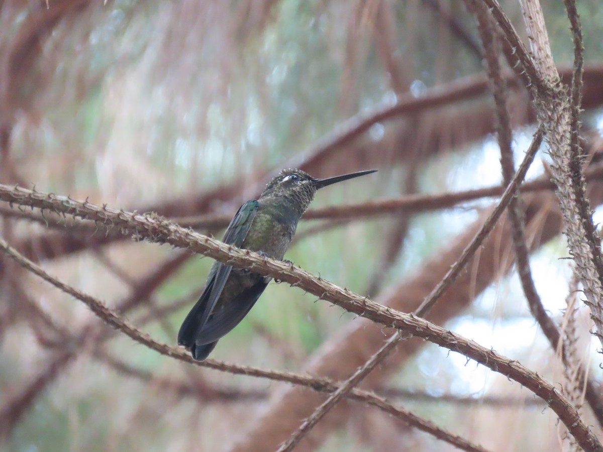 Colibrí Magnífico - ML620427211