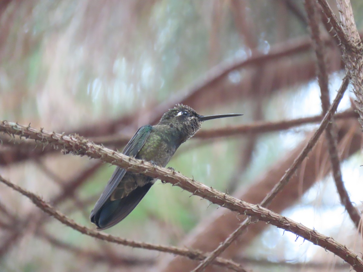 Colibrí Magnífico - ML620427213