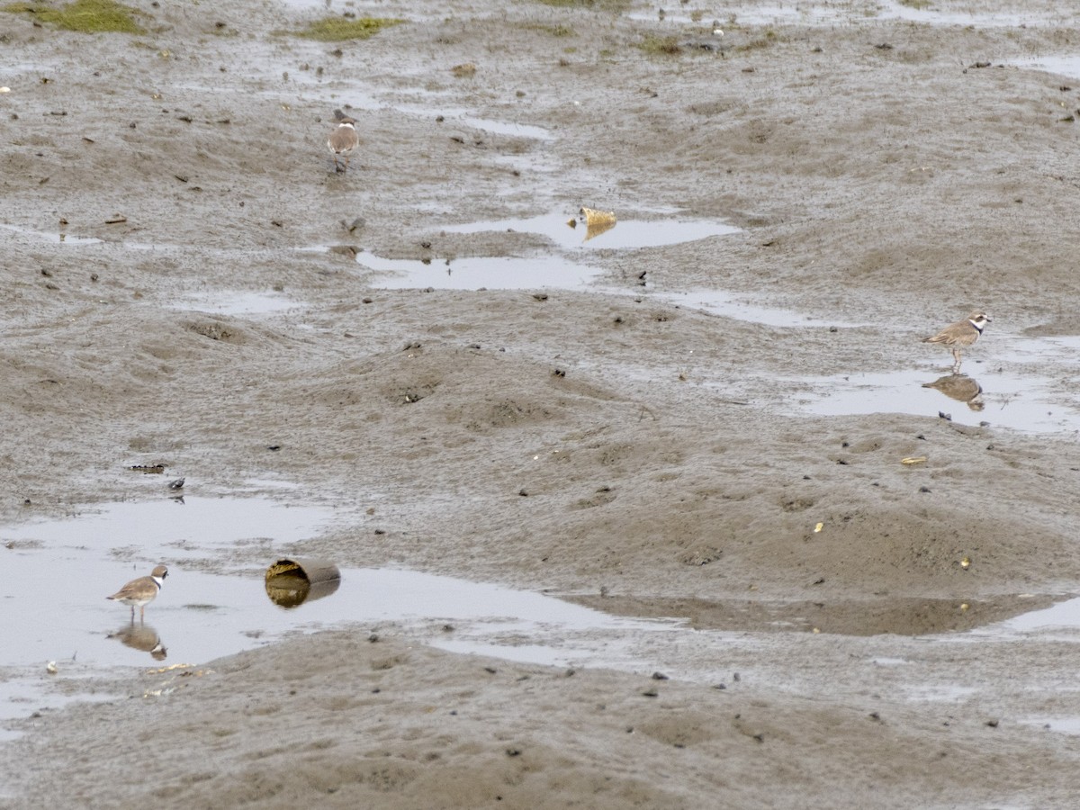 Semipalmated Plover - ML620427219