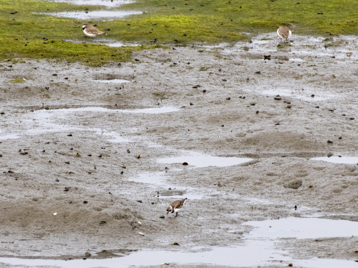 Semipalmated Plover - ML620427220