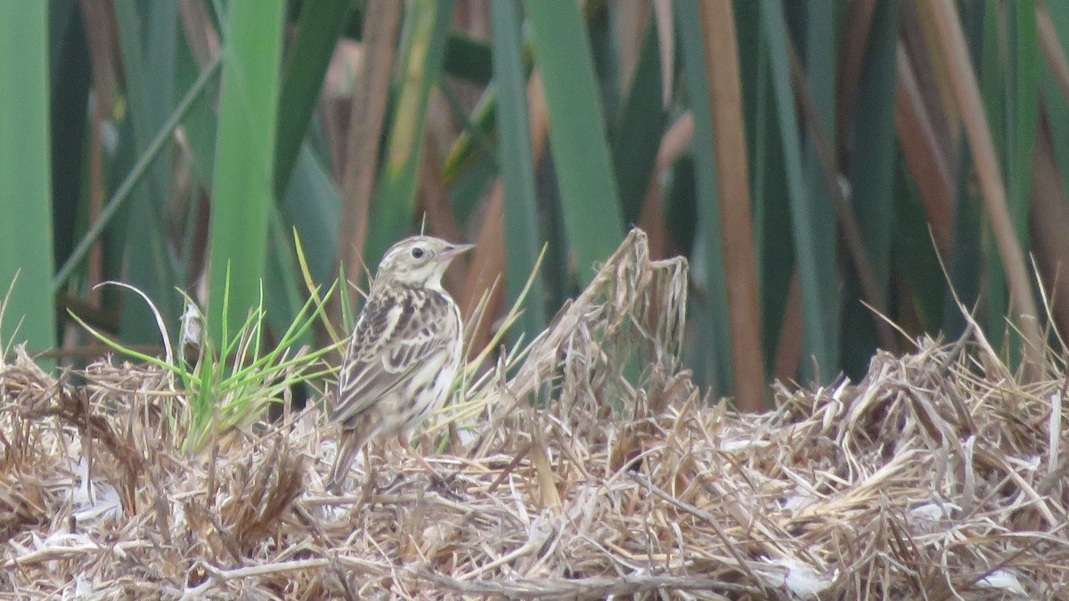 Peruvian Pipit - ML620427221