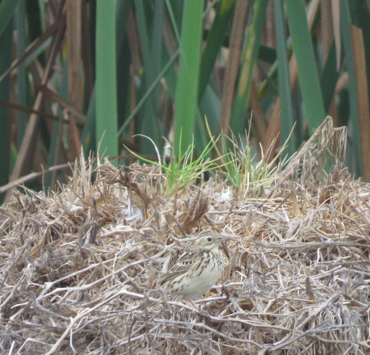 Peruvian Pipit - ML620427222