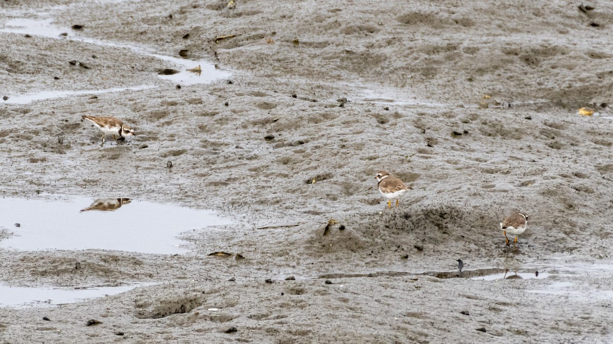 Semipalmated Plover - ML620427224