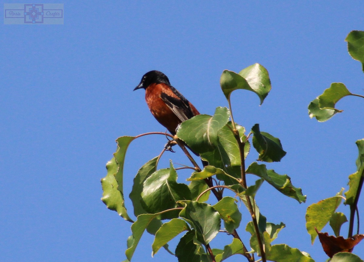 Orchard Oriole - ML620427225