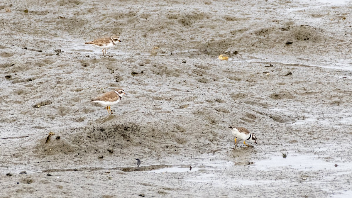 Semipalmated Plover - ML620427226