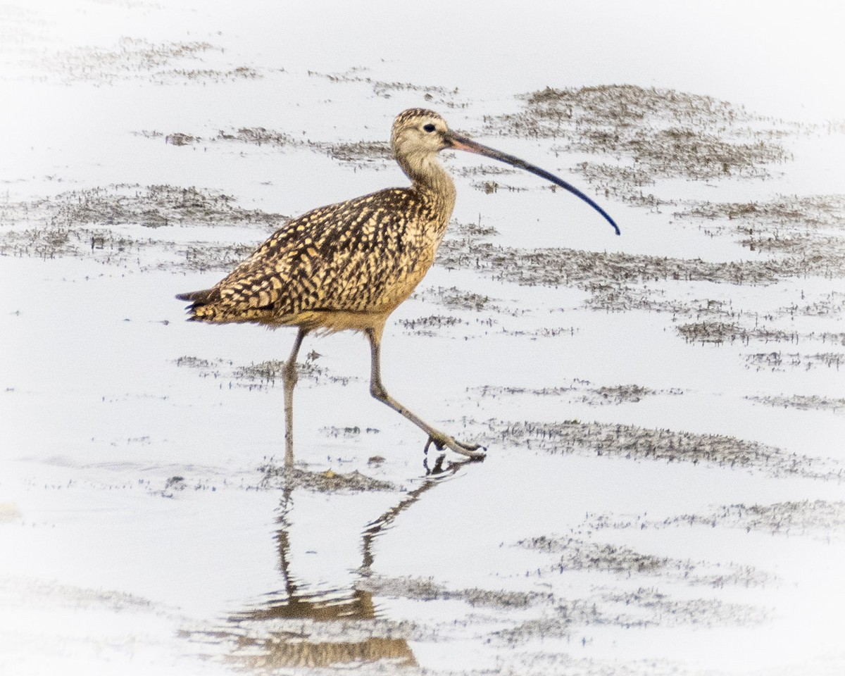 Long-billed Curlew - ML620427230