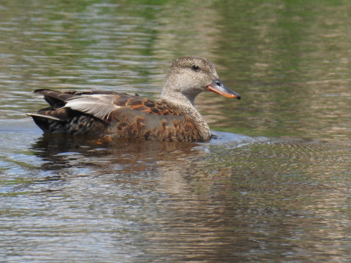 Gadwall (Common) - ML620427234