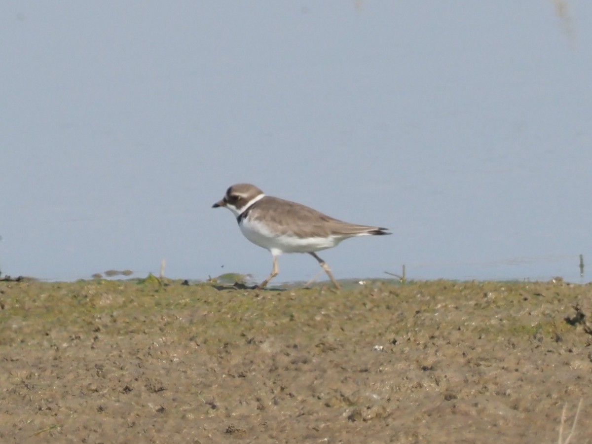 Semipalmated Plover - ML620427238