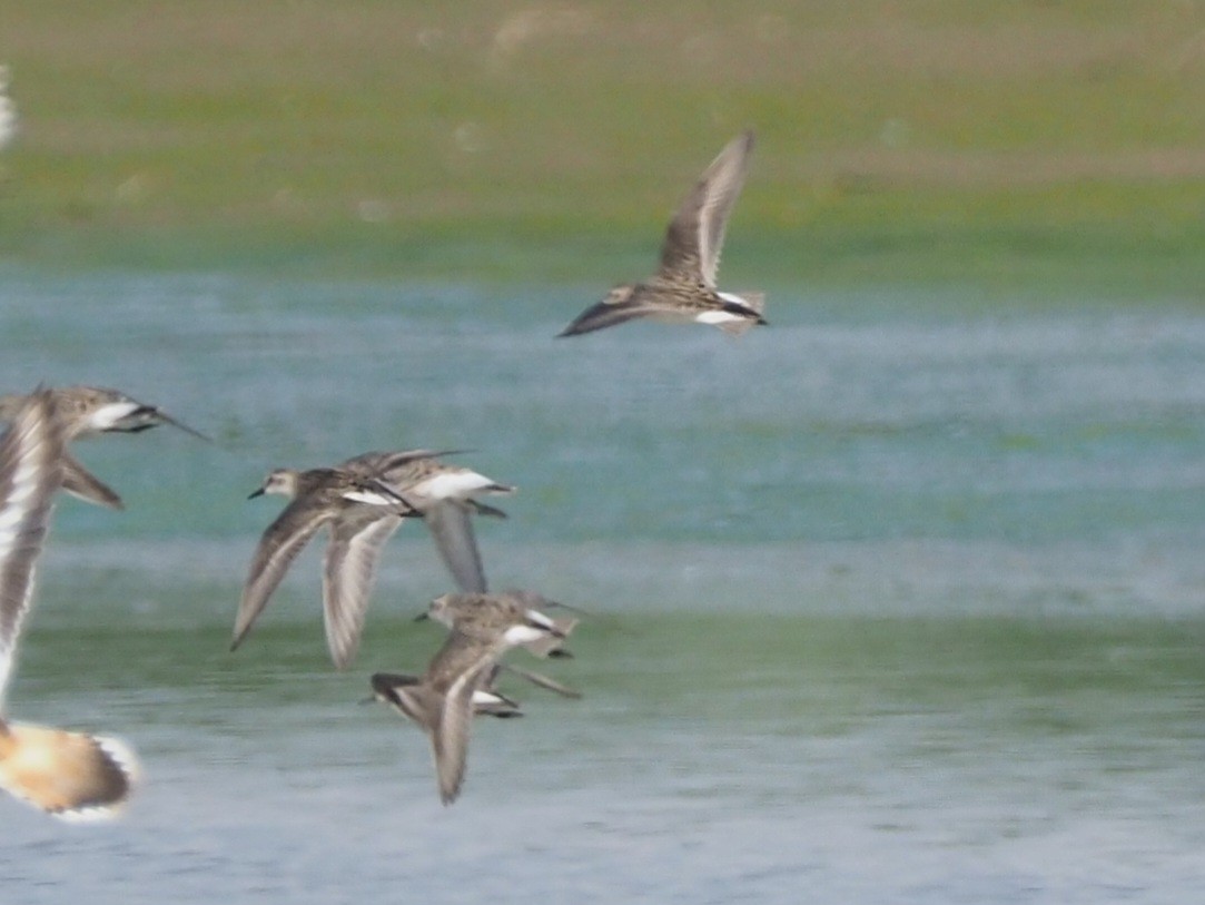 Semipalmated Sandpiper - ML620427243