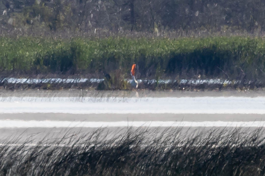 American White Pelican - ML620427247