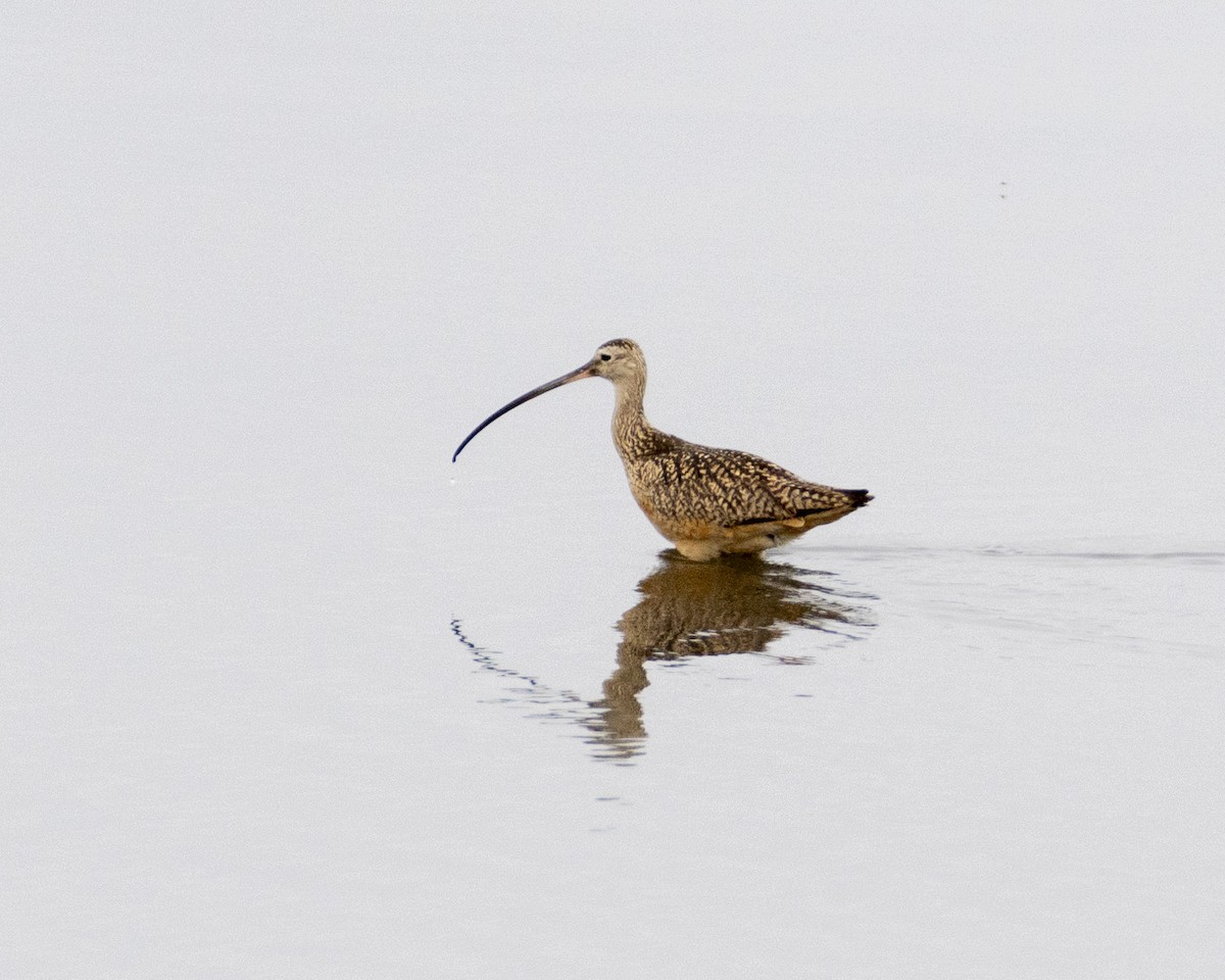 Long-billed Curlew - ML620427248