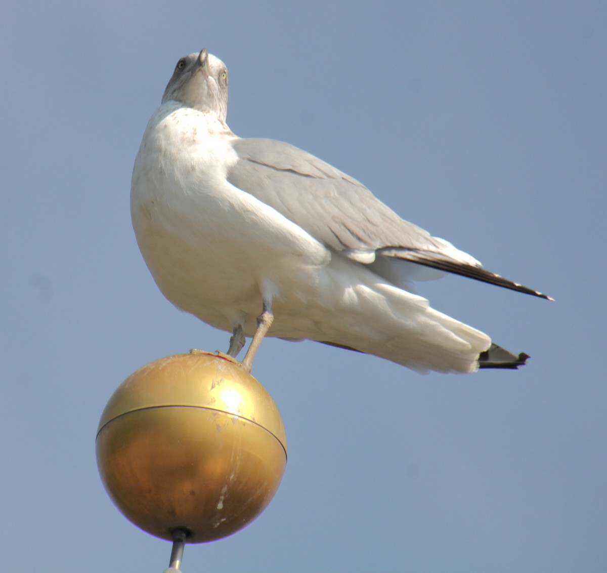 Herring Gull (American) - ML620427253