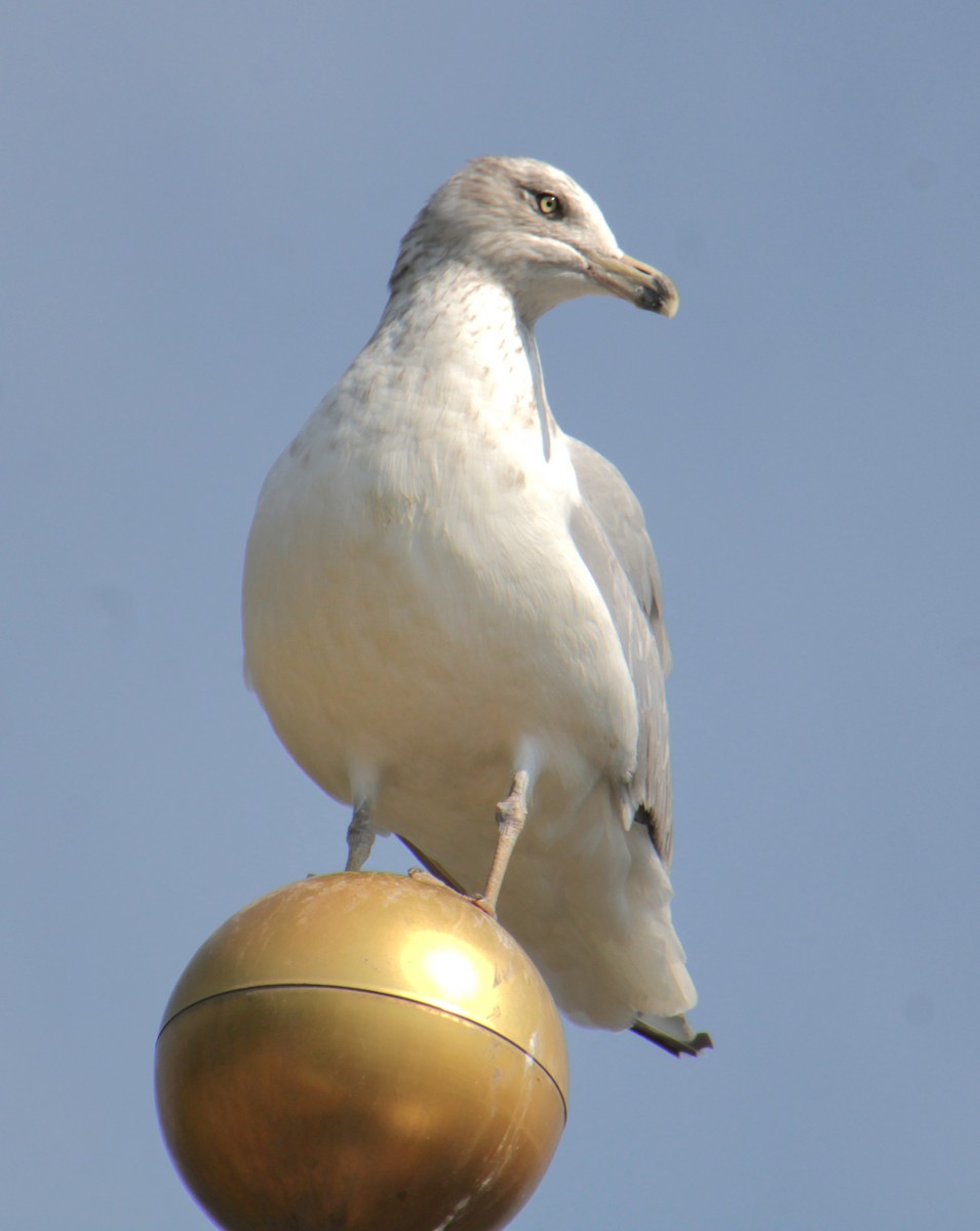 Gaviota Argéntea (americana) - ML620427254