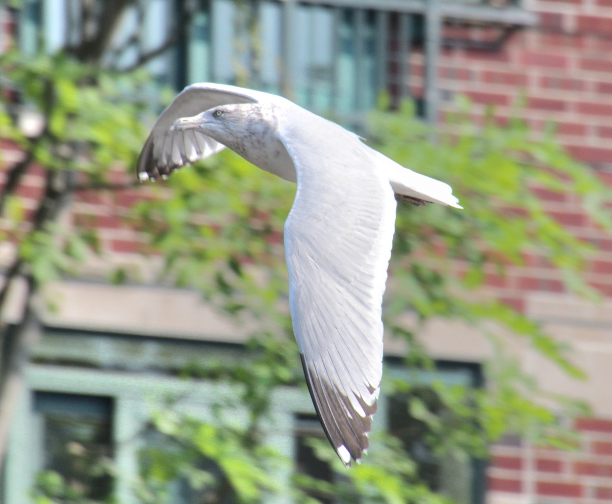 Gaviota Argéntea (americana) - ML620427255