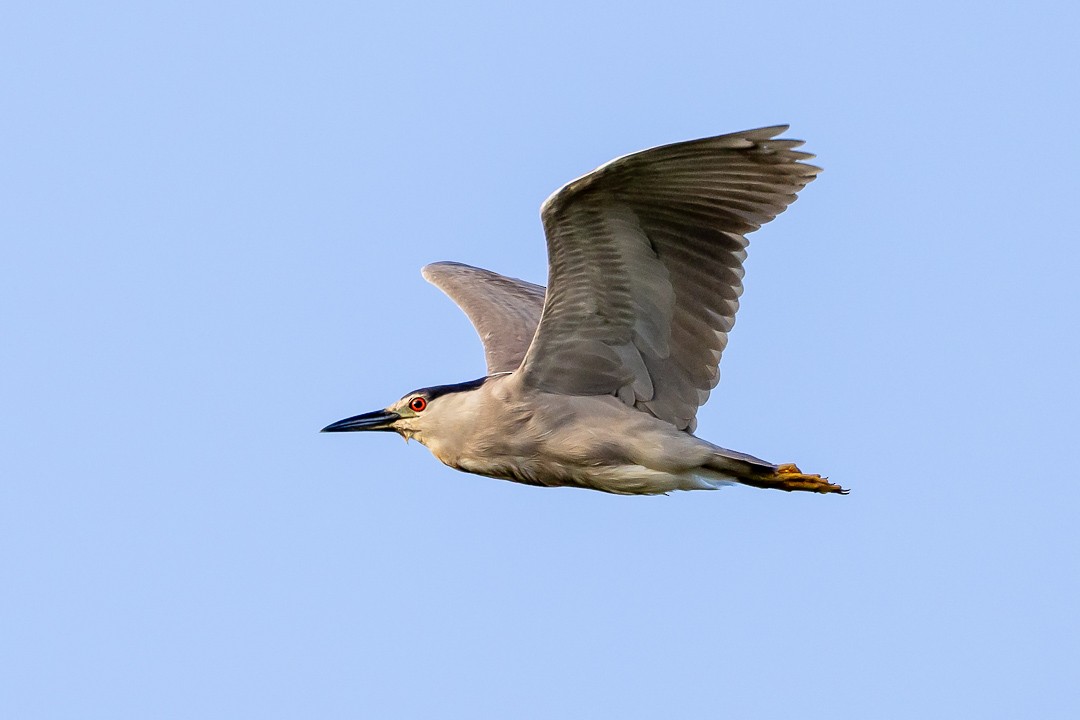 Black-crowned Night Heron - ML620427256